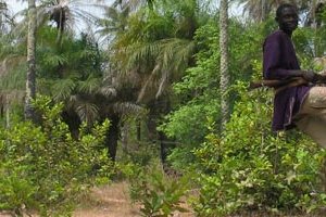 Le Parc national de la Basse Casamance