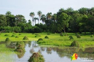 La Casamance : une oasis de sérénité au cœur du Sénégal