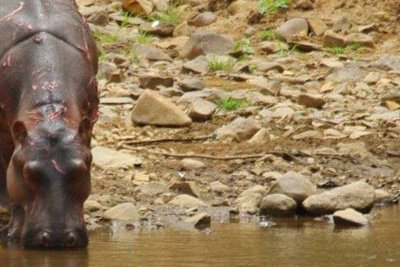 Parc national du Niokolo Koba