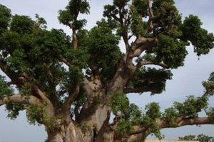 Le baobab sacré de Nianing : ici reposent les anciens griots sérères