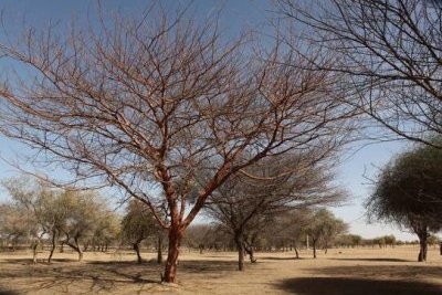 Réserve de faune du Ferlo Sud