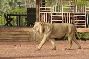 Sénégal : la faune sauvage reprend espoir face au braconnage 
