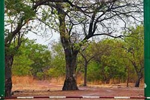 Parc national du Niokolo-Koba : un patrimoine mondial qui se réinvente