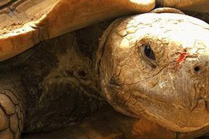 Le village des tortues de Sangalkam
