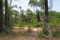 Parc national de Basse-Casamance