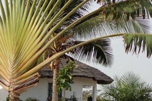 « La Casamance, c'est toujours comme la première fois »