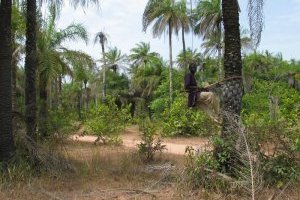 Le Parc national de la Basse Casamance