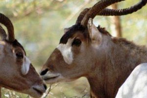 Les parcs et réserves du Sénégal