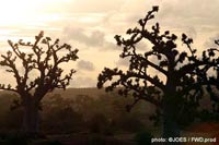Forêt de baobabs au-delà de Rufisque