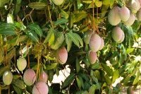 ONAPES, Organisation nationale des producteurs exportateurs de fruits et légumes
