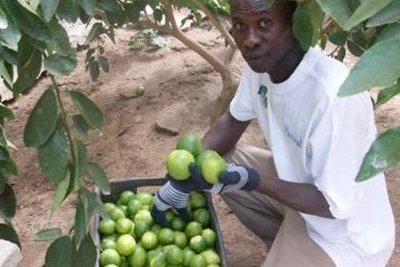 Sénégalaise de production et de commercialisation de produits agricoles (SECPA)