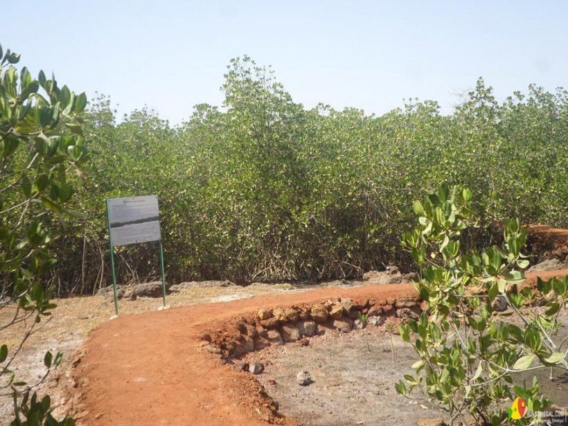 Sentier écologique-Somone-Sénégal